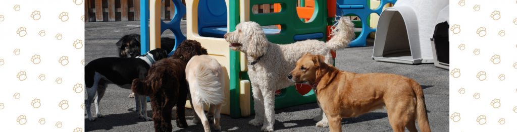 Doggie Day Care - Pack of Dogs on Playground